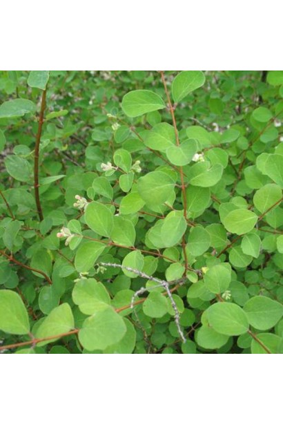 Сніжноягідник Аметист лист